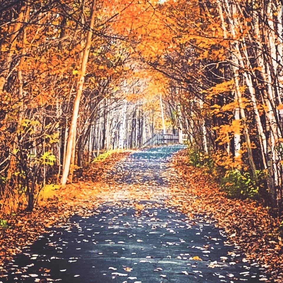 Un sentier asphalté est recouverts de feuilles orangées. Au-dessus du sentiers, des feuillus aux couleurs orangées également.